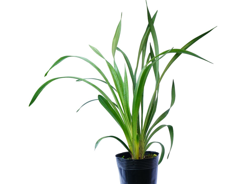 Cymbidium Valley Zenith Alexandra Beauty Bella (medium)