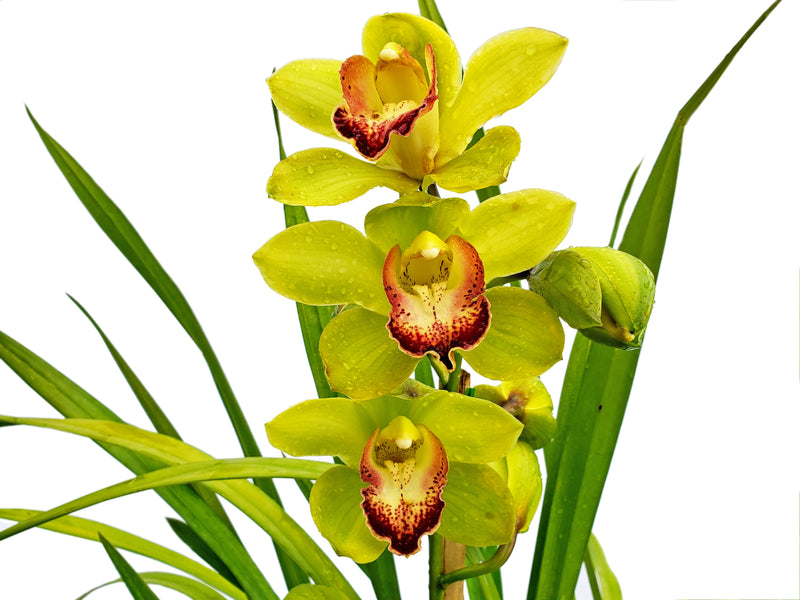 Cymbidium Verde 2b-22