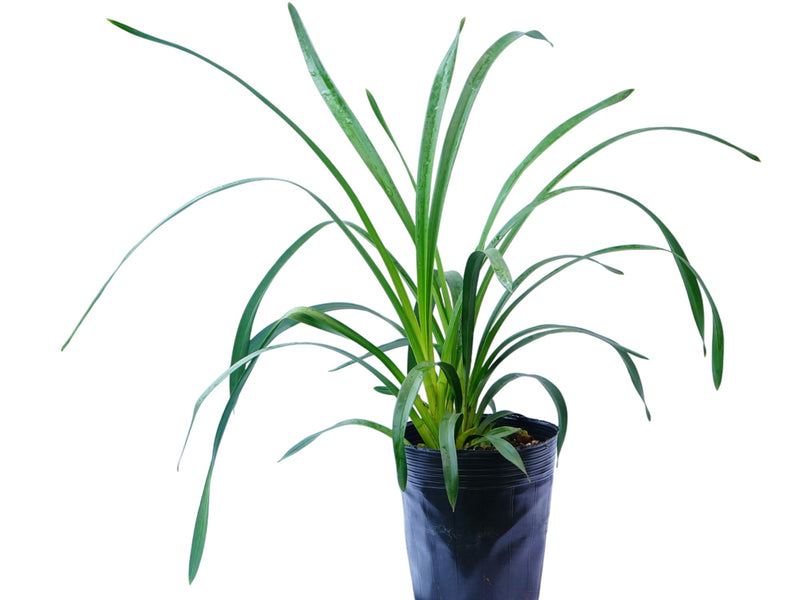 Cymbidium Via San Ysidro 'Limefrost' H00762 (medium)