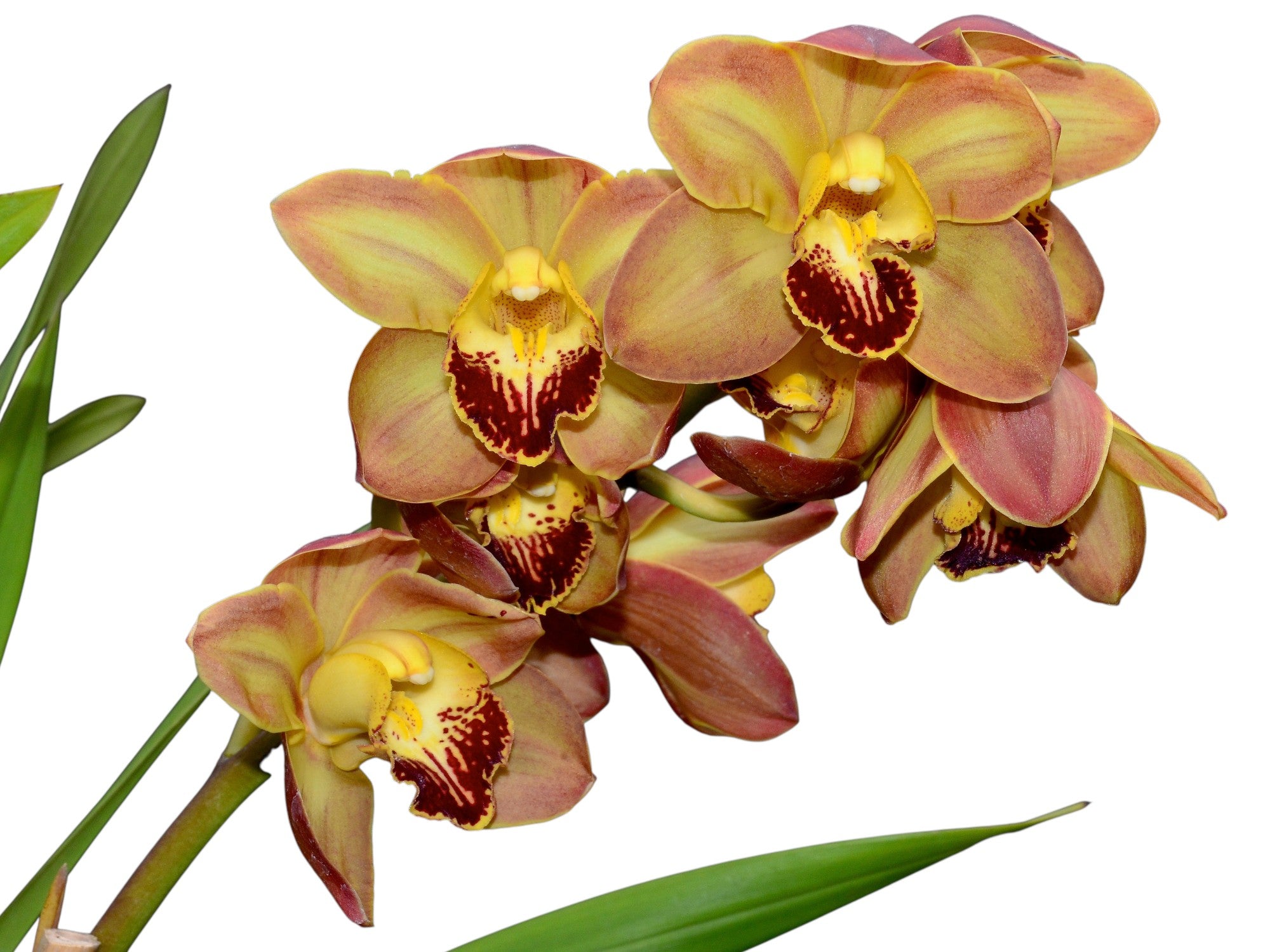 Cymbidium Via San Ysidro 'Limefrost' H00762 (medium)