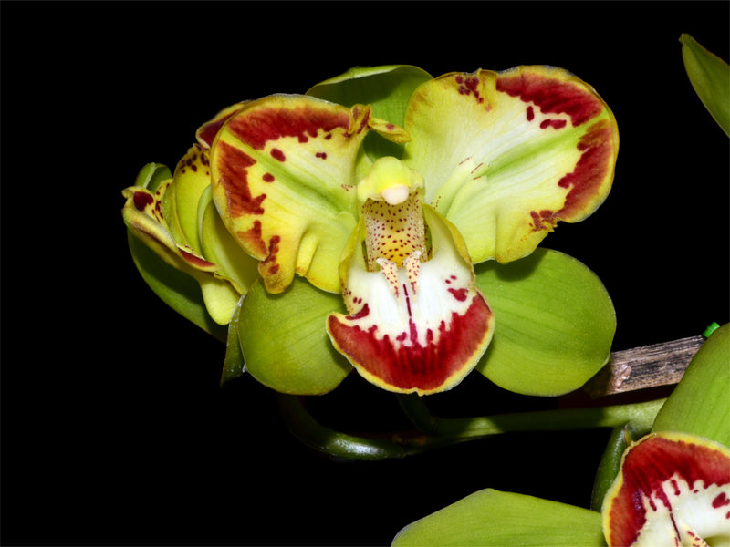 Cymbidium Vidar Harlequin