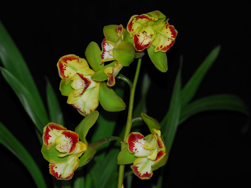 Cymbidium Vidar Harlequin