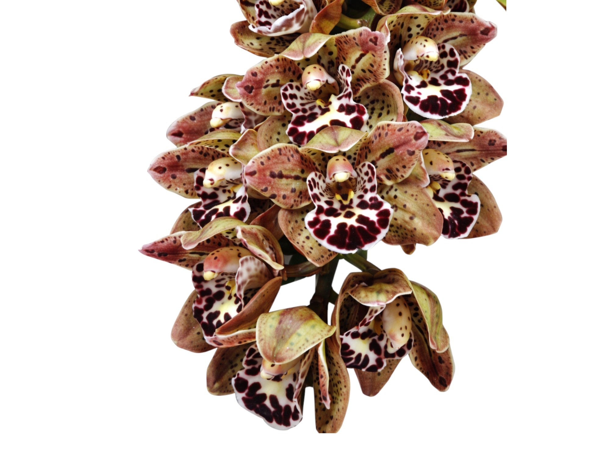 Cymbidium Vogels Magic 'Waikanae' (medium)