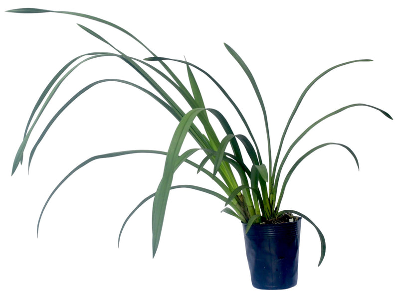 Cymbidium Wallacia x Worona x Chocolada 'TLK' (medium)