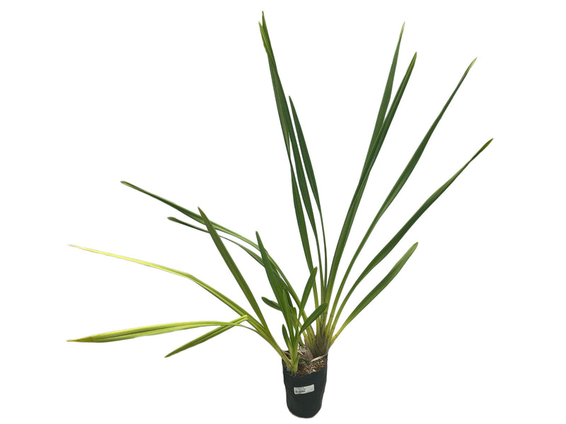 Cymbidium Wallasio Busmt Gold x James Wattie Tapestry