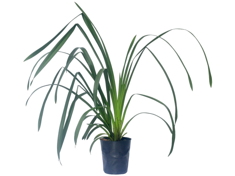 Cymbidium White Valley 'Becky' Am x Anna Szabo 'Geyserland' (medium)