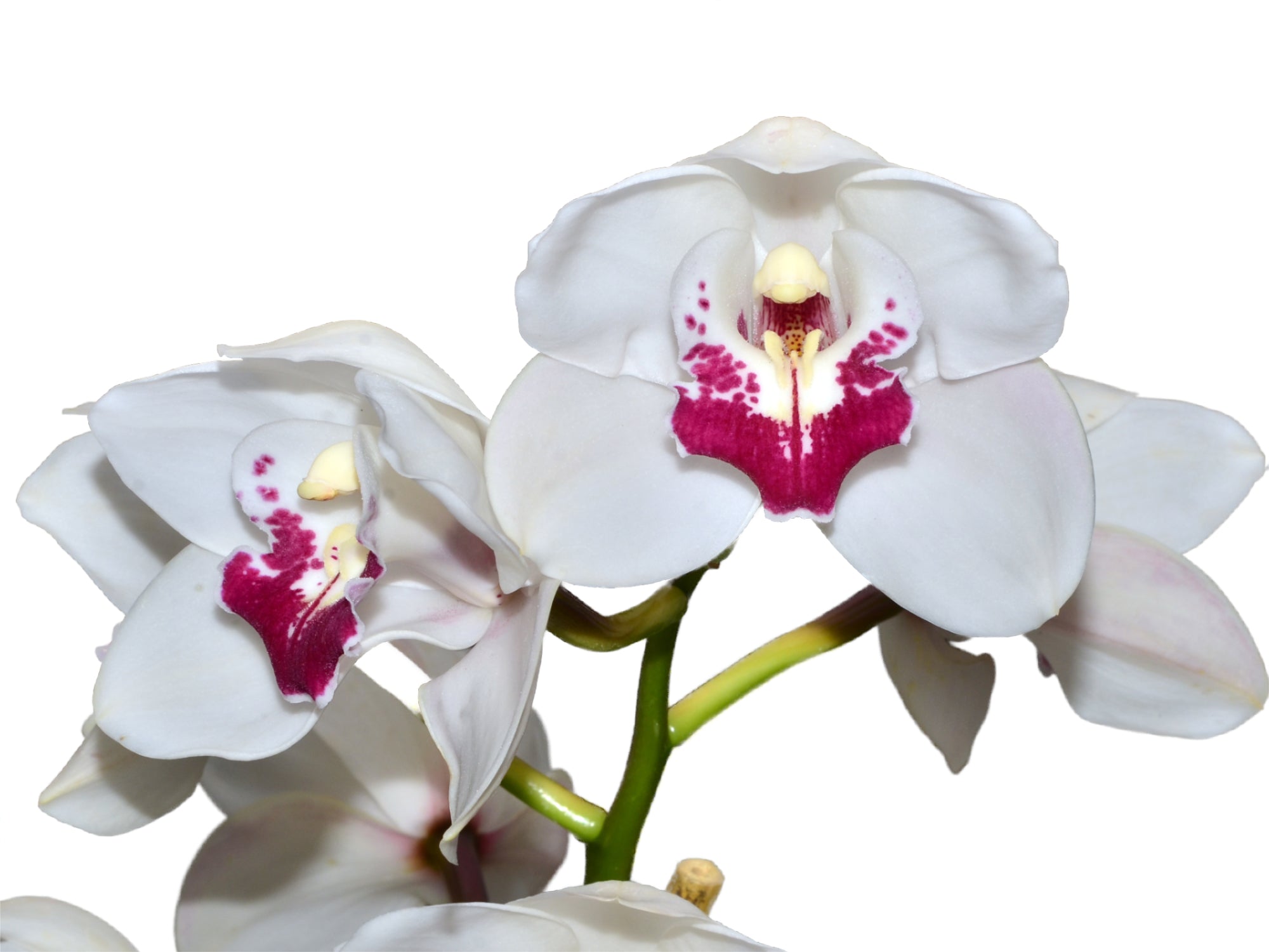 Cymbidium White Valley x Anna Szabo