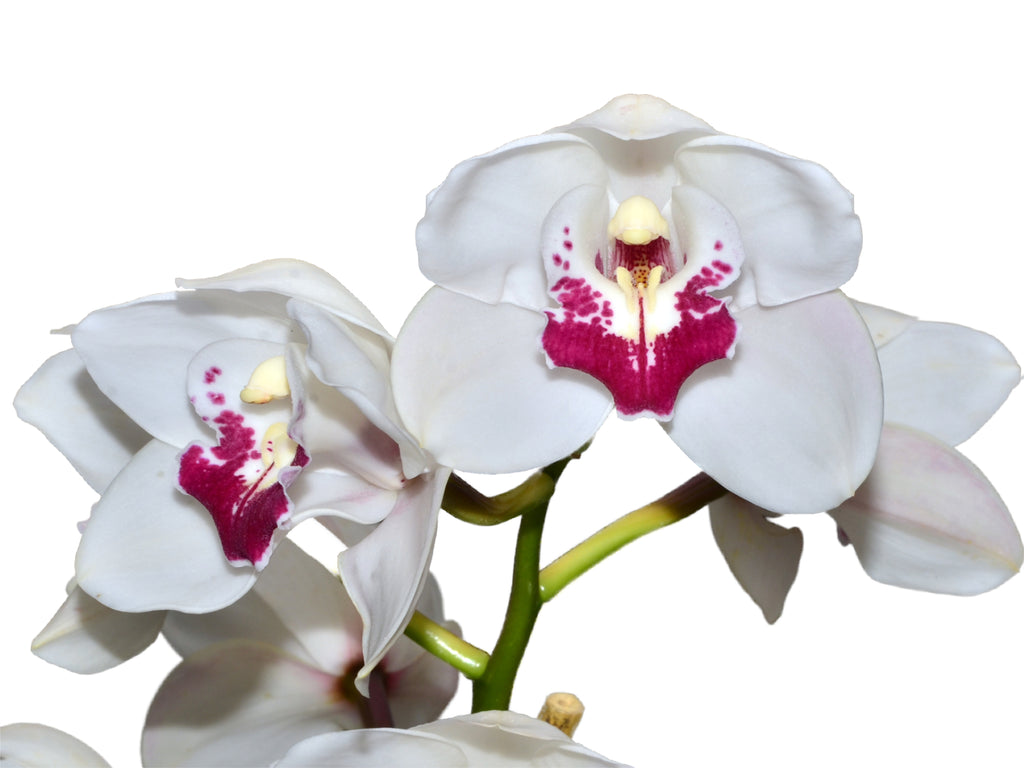 Cymbidium_White_Valley_x_Anna_