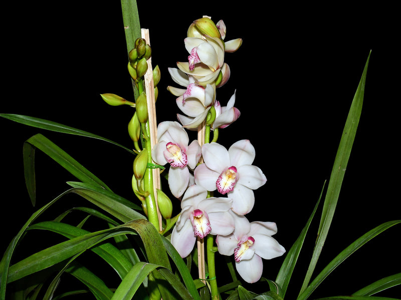 Cymbidium Winter Alvin 'lotte' x (Lone Stars x Stargard) 'Claudia' x Early White 'Devon'