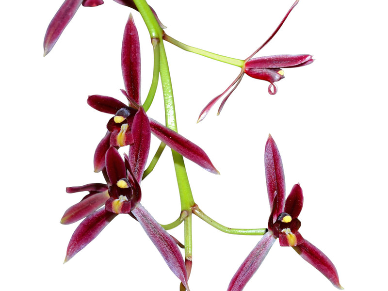 Cymbidium dayanum f. red