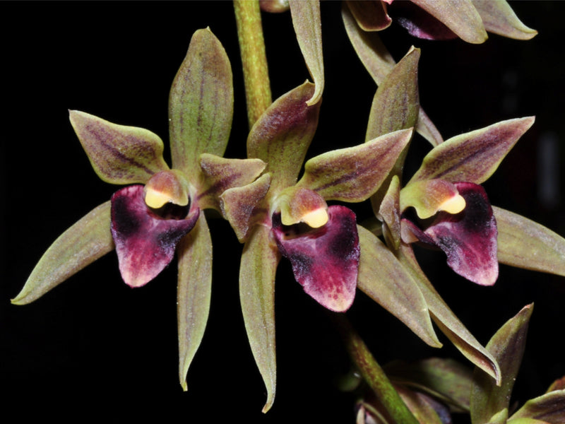 Cymbidium devonianum