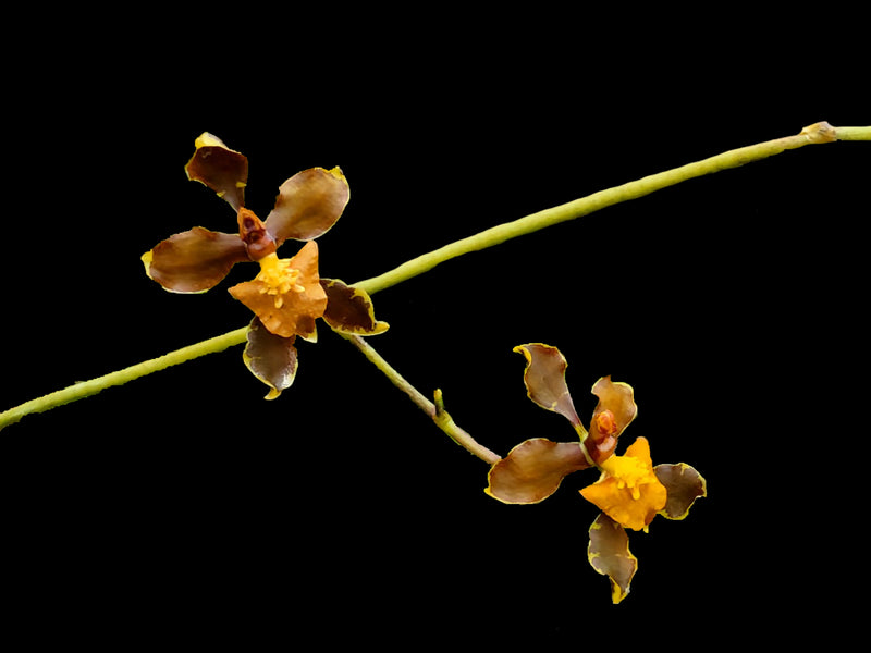 Cyrtochilum deuterovierlingii 419 x 363