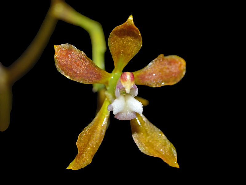 Cyrtochilum funis
