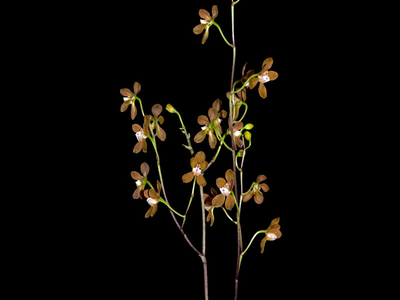 Cyrtochilum gracile