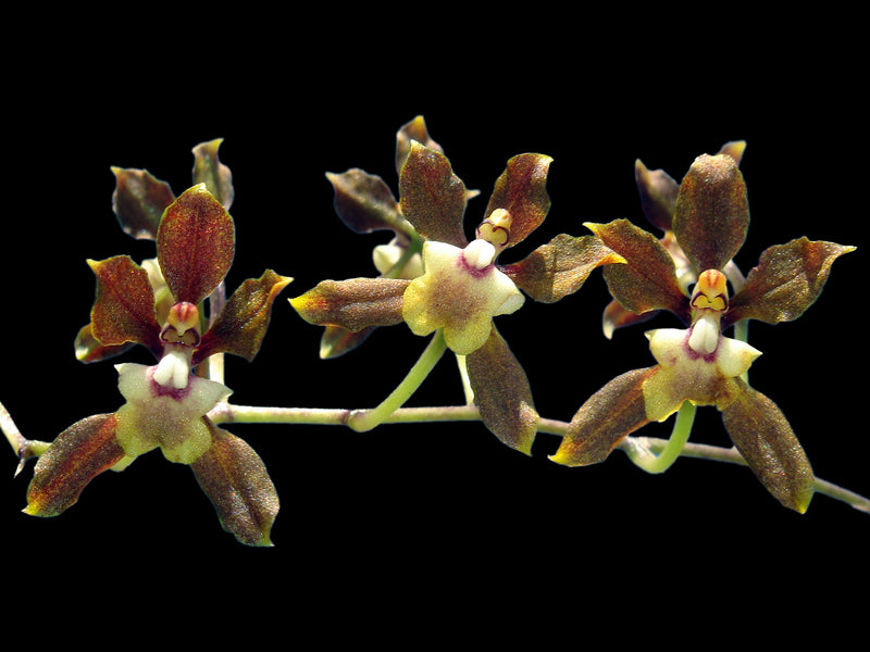 Cyrtochilum gracile