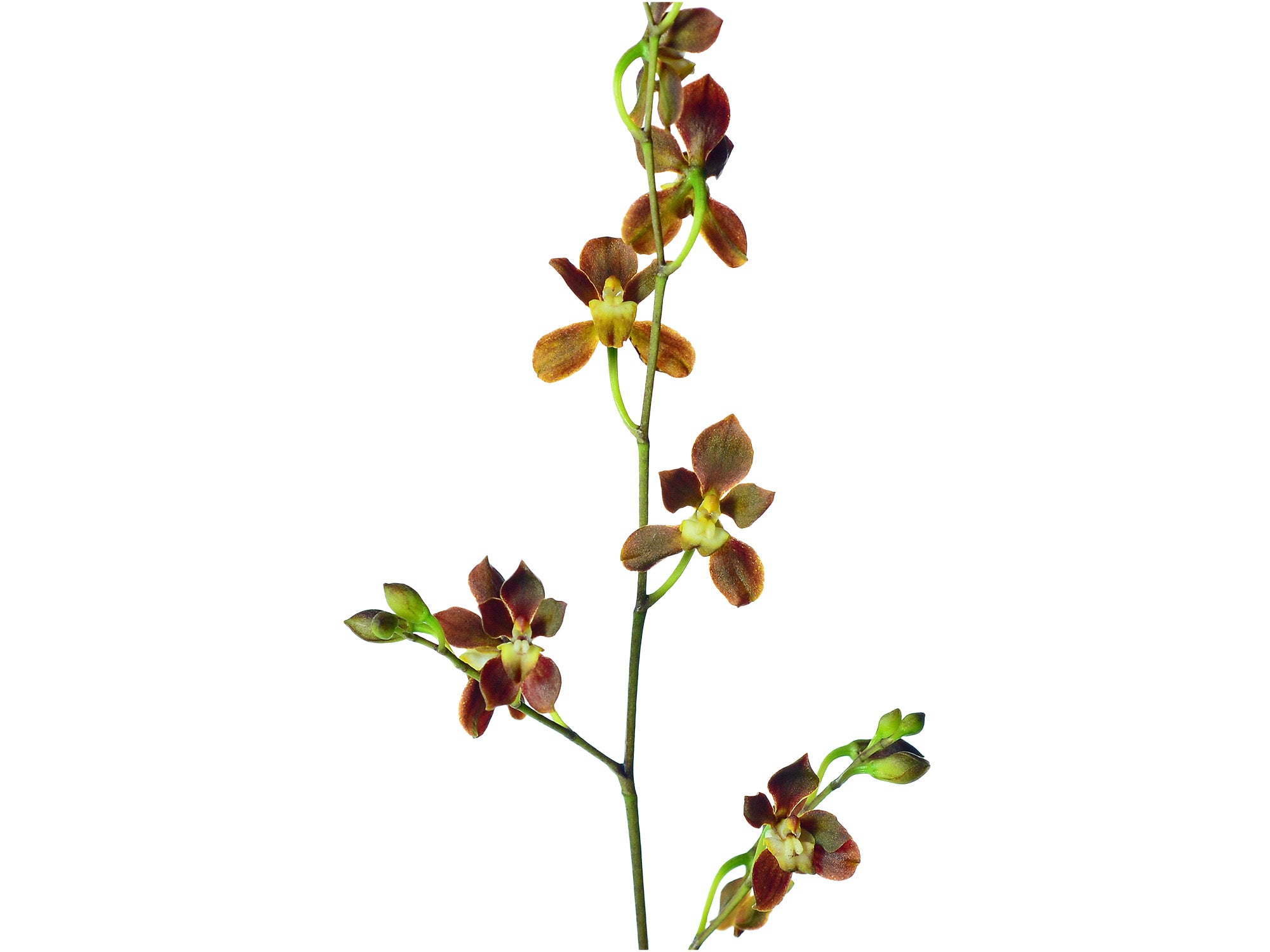 Cyrtochilum gracile