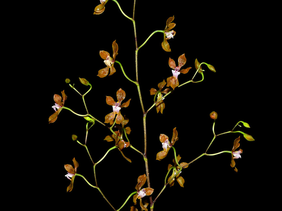 Cyrtochilum gracile