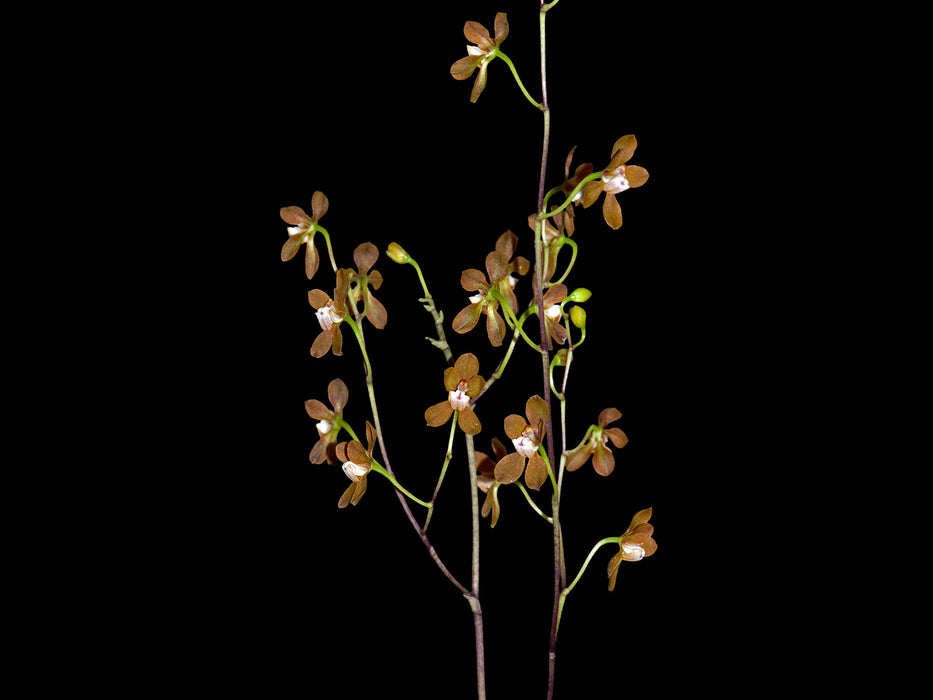 Cyrtochilum gracile