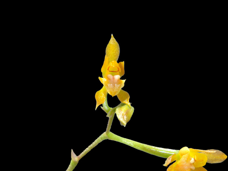 Cyrtochilum graminoides