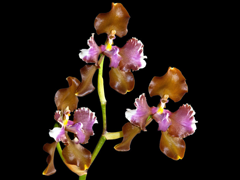 Cyrtochilum halteratum
