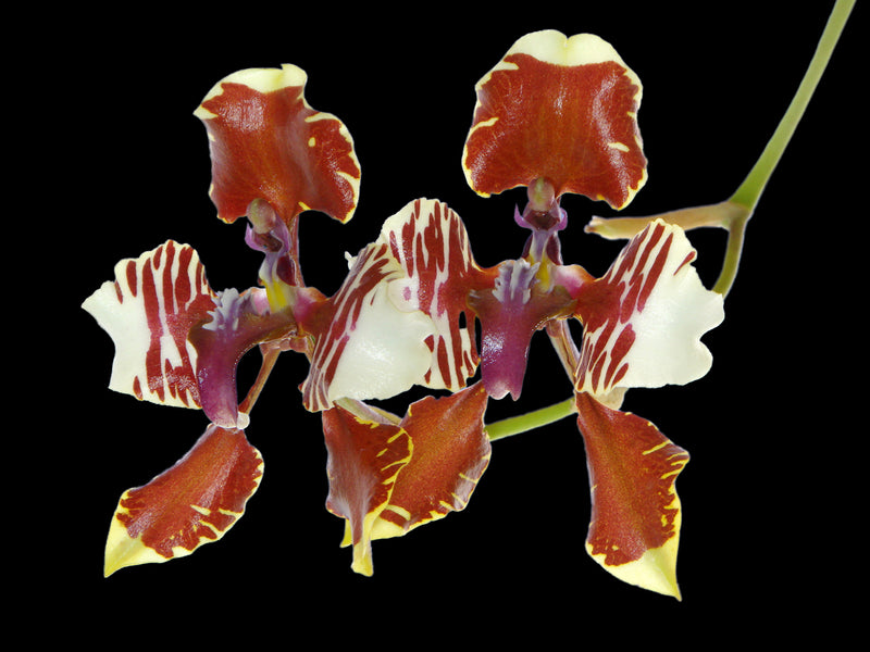 Cyrtochilum halteratum