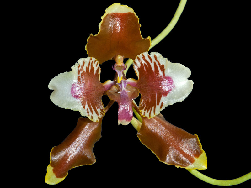 Cyrtochilum halteratum