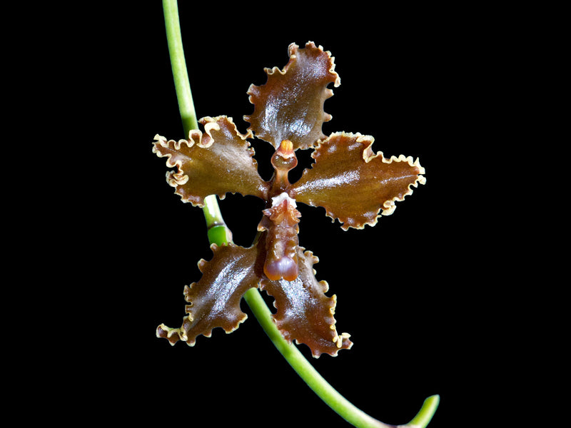 Cyrtochilum insculptum