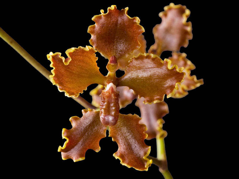 Cyrtochilum insculptum