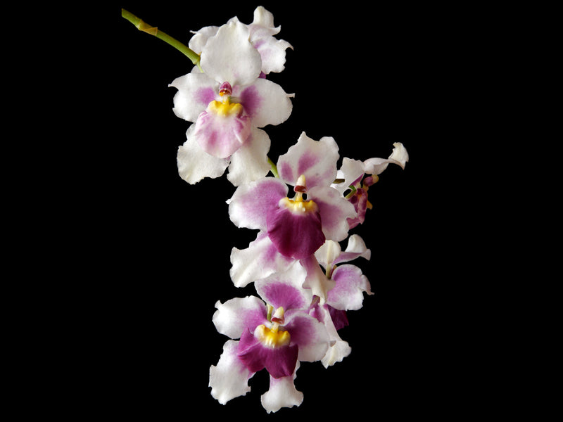 Cyrtochilum leopoldianum