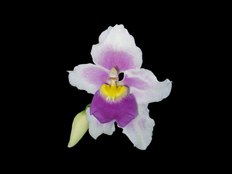 Cyrtochilum leopoldianum