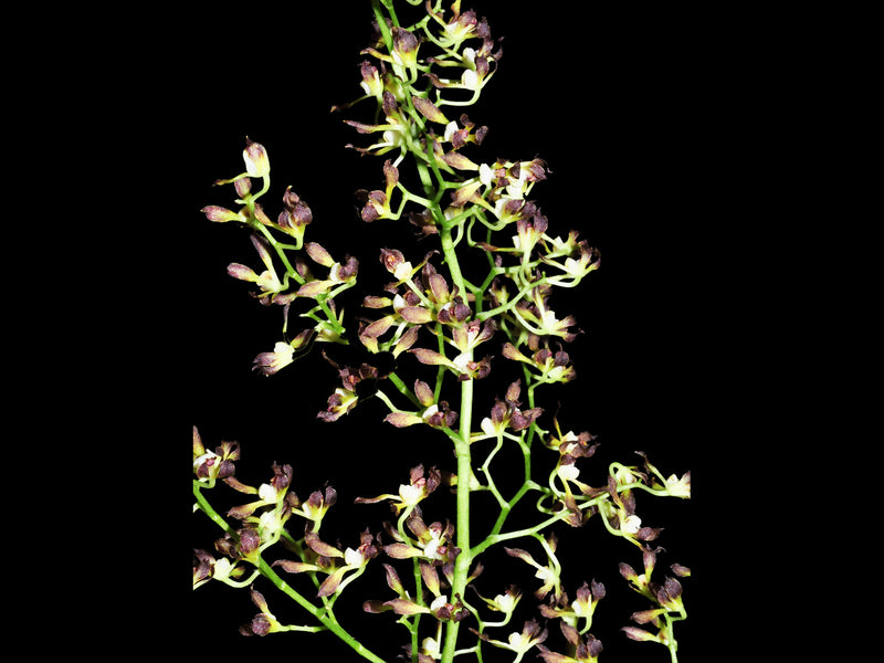 Cyrtochilum myanthum