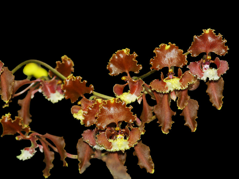 Cyrtochilum serratum