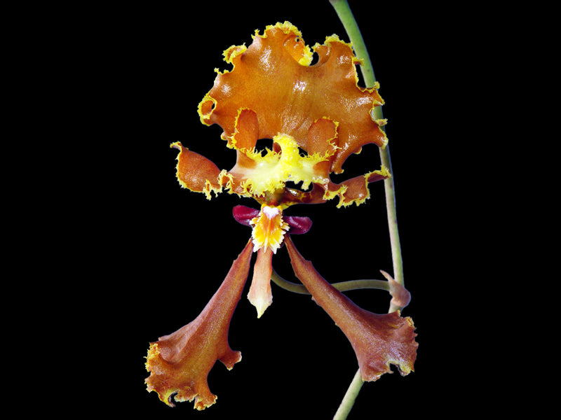 Cyrtochilum serratum