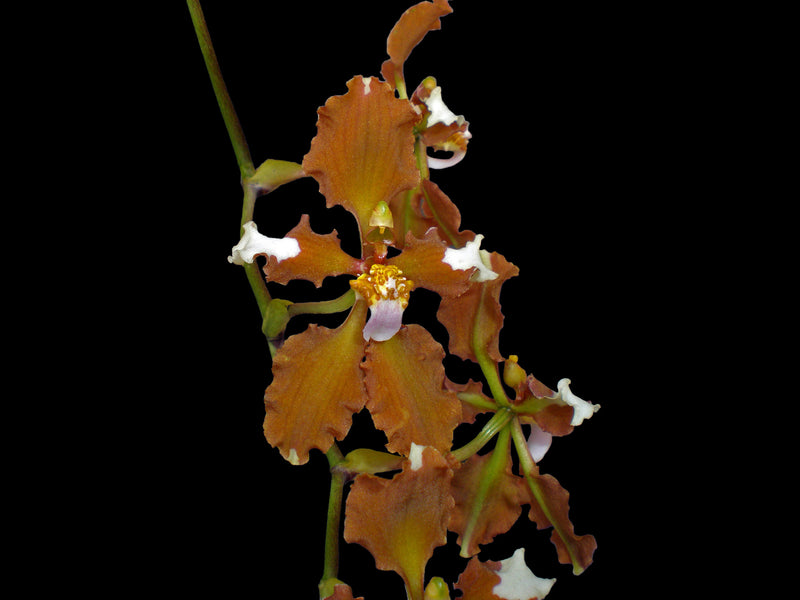 Cyrtochilum ventilabrum