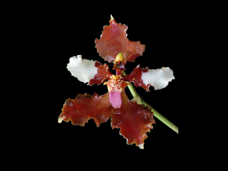 Cyrtochilum ventilabrum