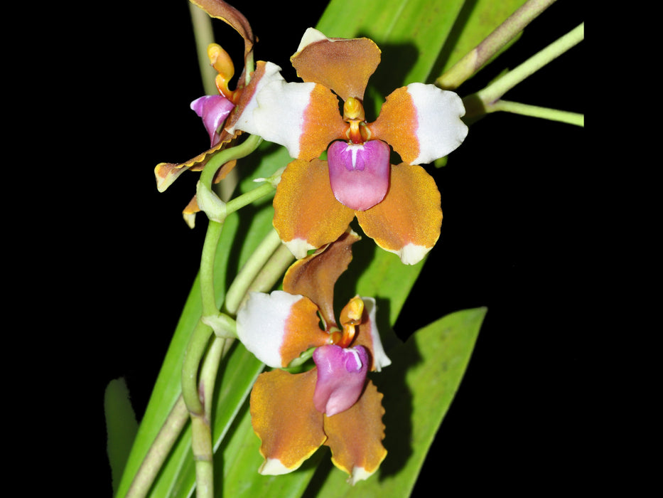 Cyrtochilum volubile