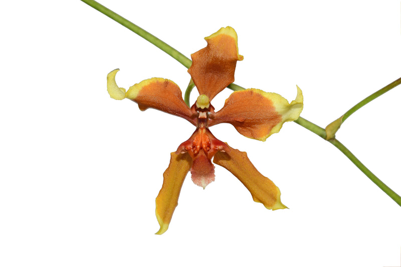 Cyrtocidium Andean Honey