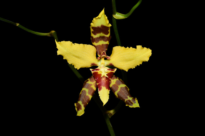 Cyrtocidium Tom Mirenda