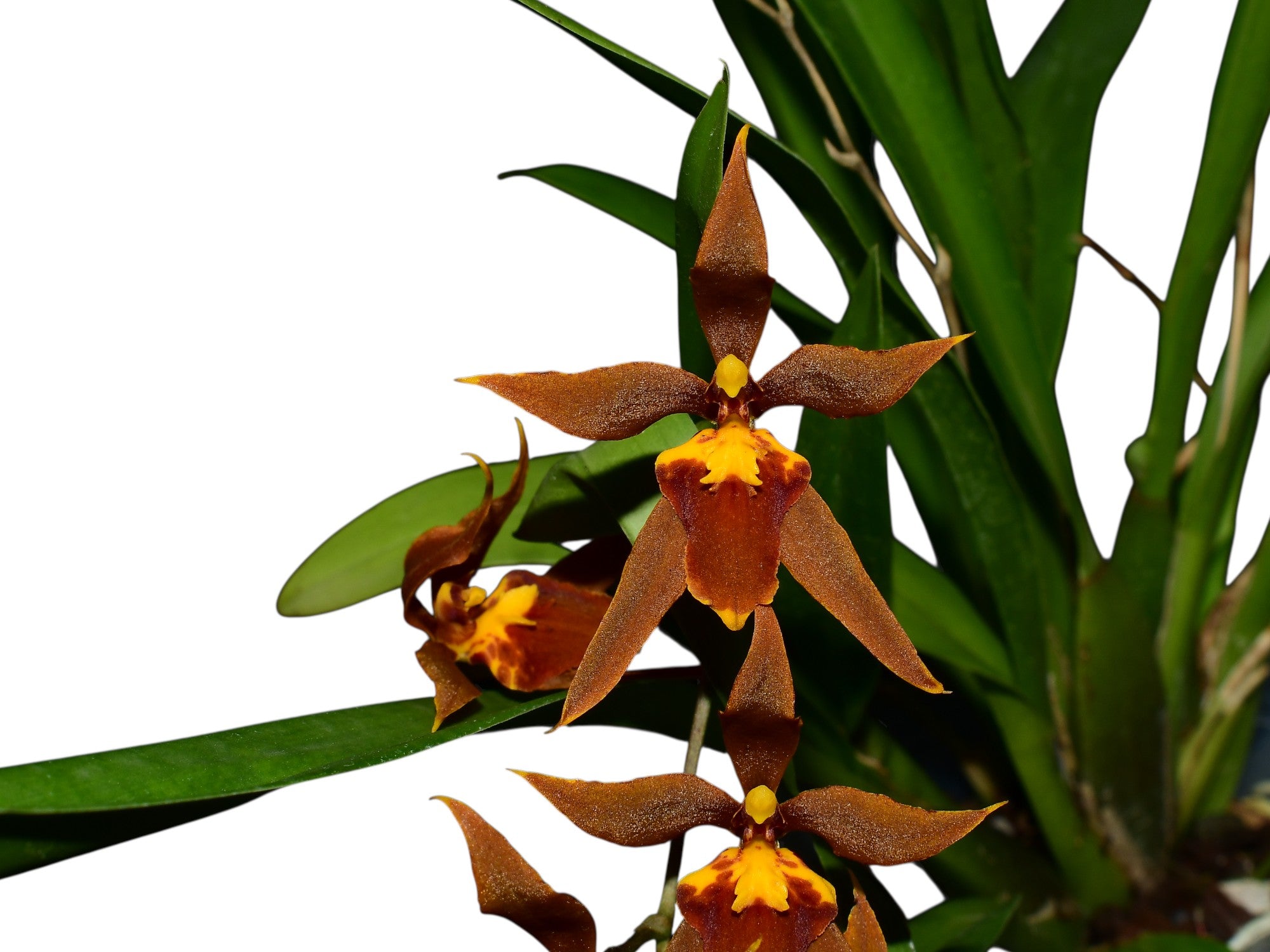 Cyrtocidium Anahi
