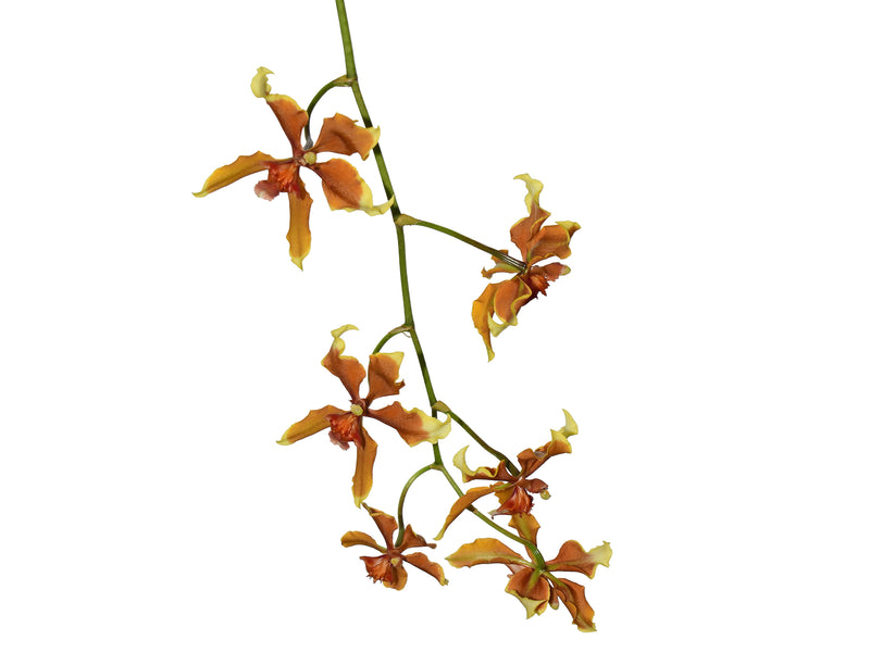 Cyrtocidium Andean Honey