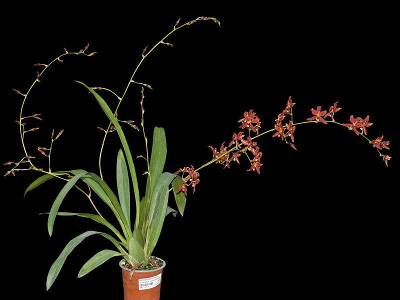 Cyrtocidium Andean Honey