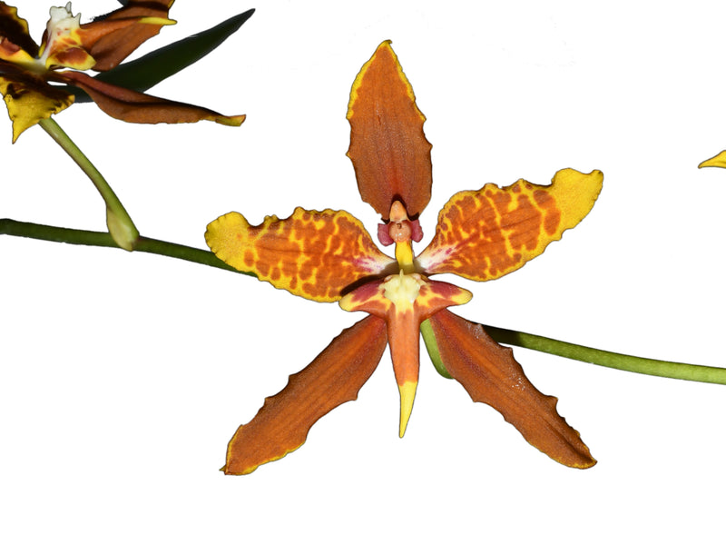 Cyrtocidium Andean Spirit