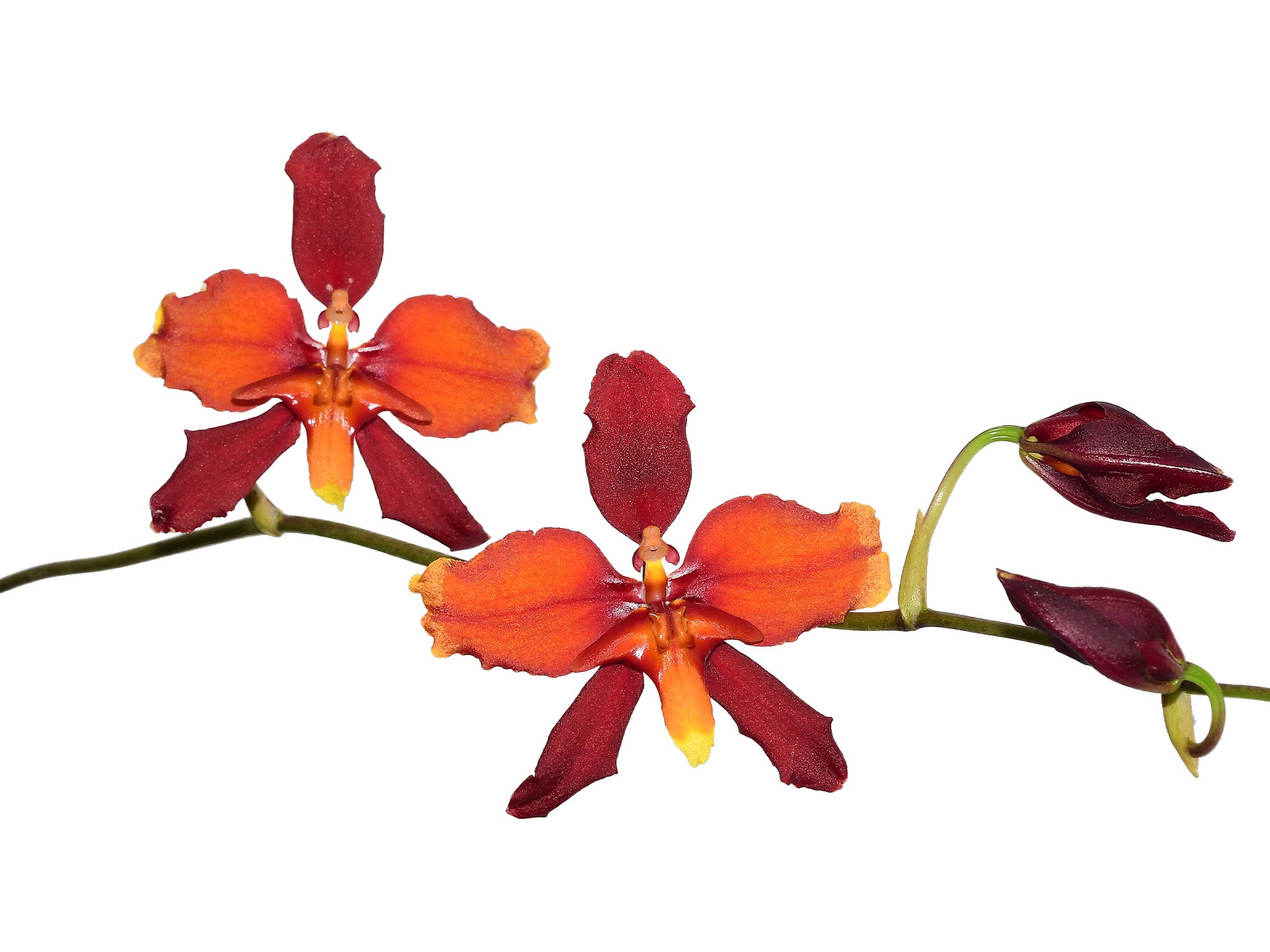 Cyrtocidium Cooksoniae — Ecuagenera Orquídeas del Ecuador