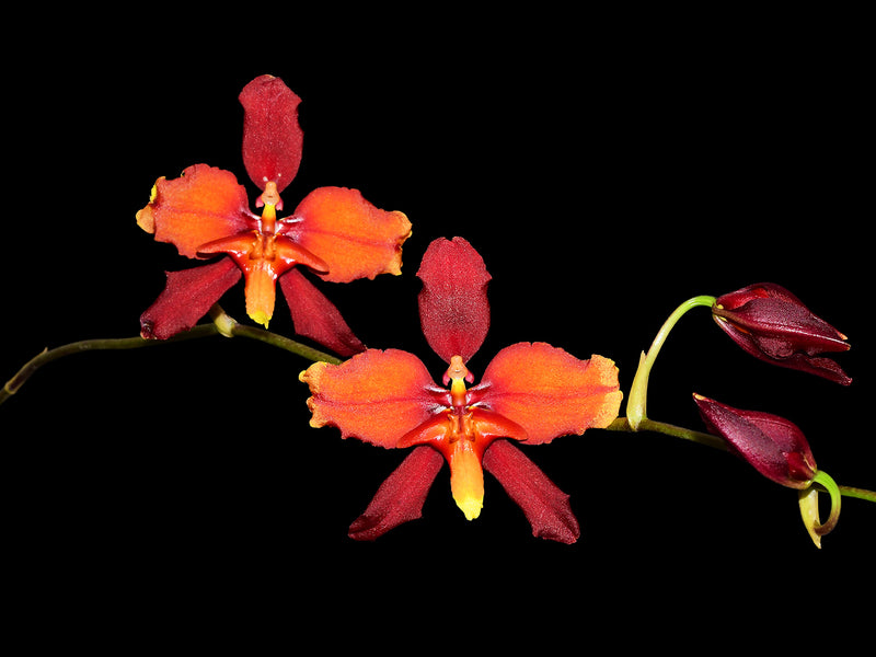 Cyrtocidium Cooksoniae