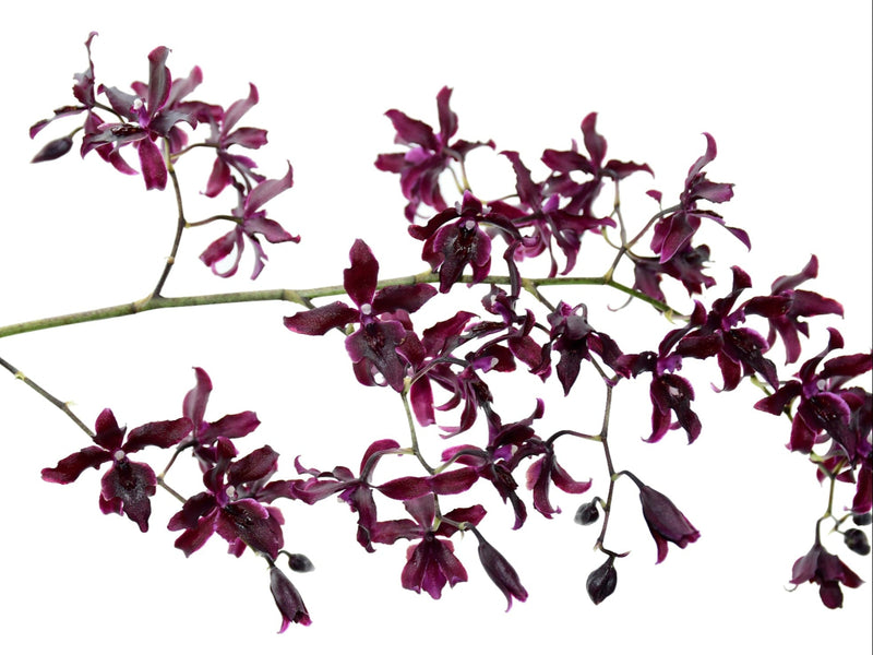 Cyrtocidium Dino Pozzi