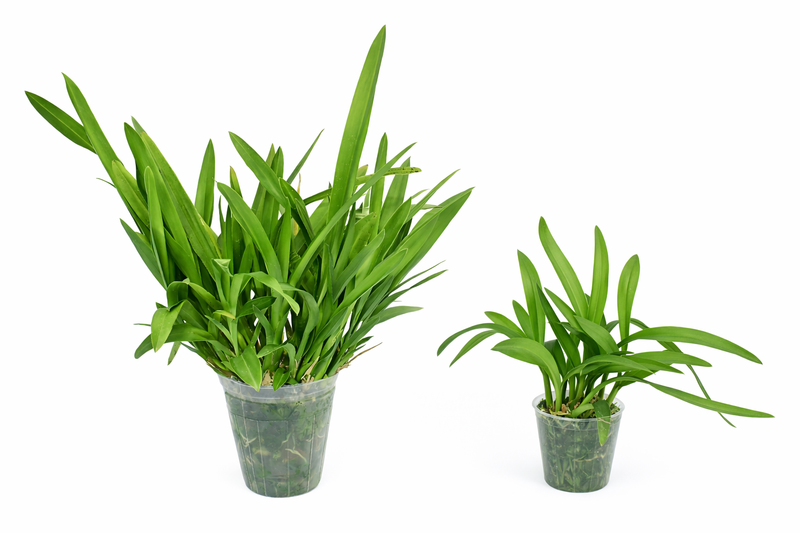 Cyrtocidium Dona Maquito (Big)