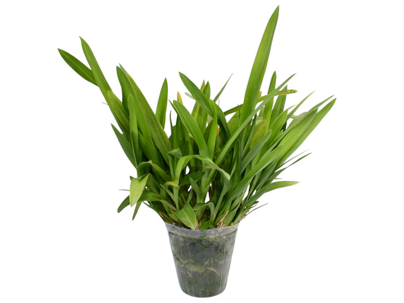 Cyrtocidium Dona Maquito (Big)