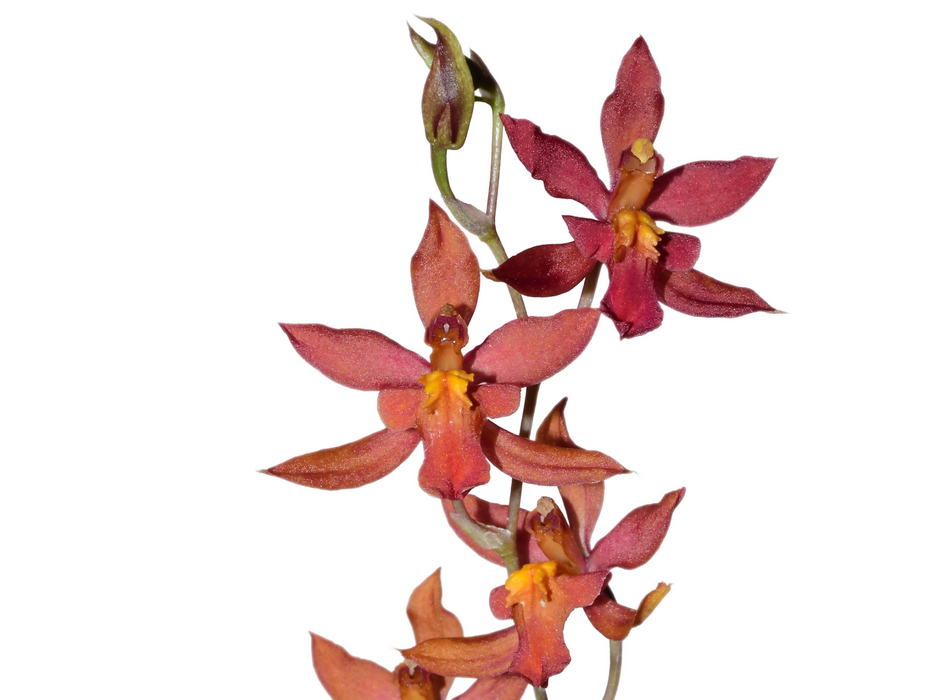 Cyrtocidium Ecuagenera