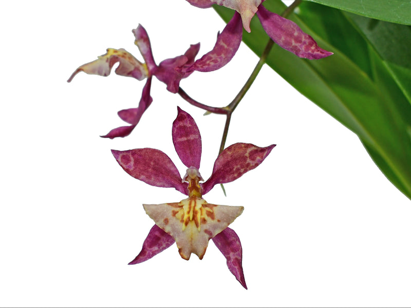 Cyrtocidium Estrella Andina