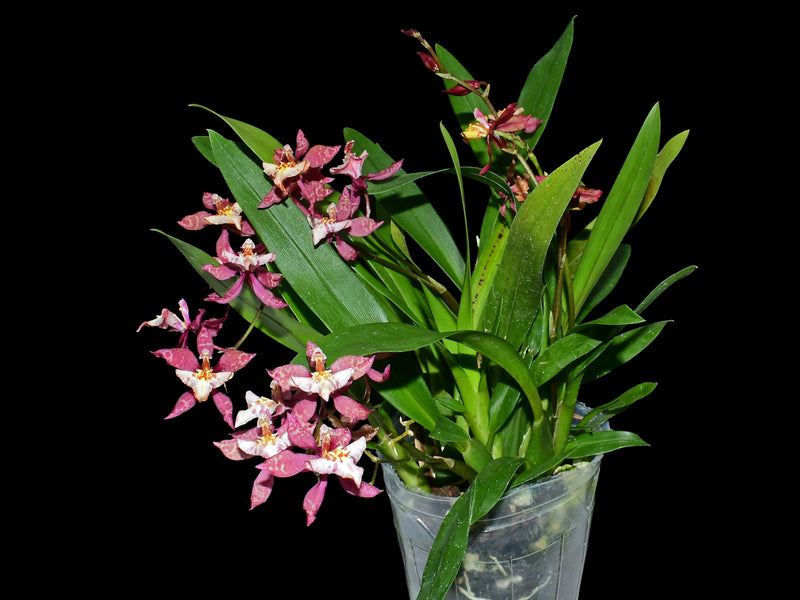 Cyrtocidium Estrella Andina